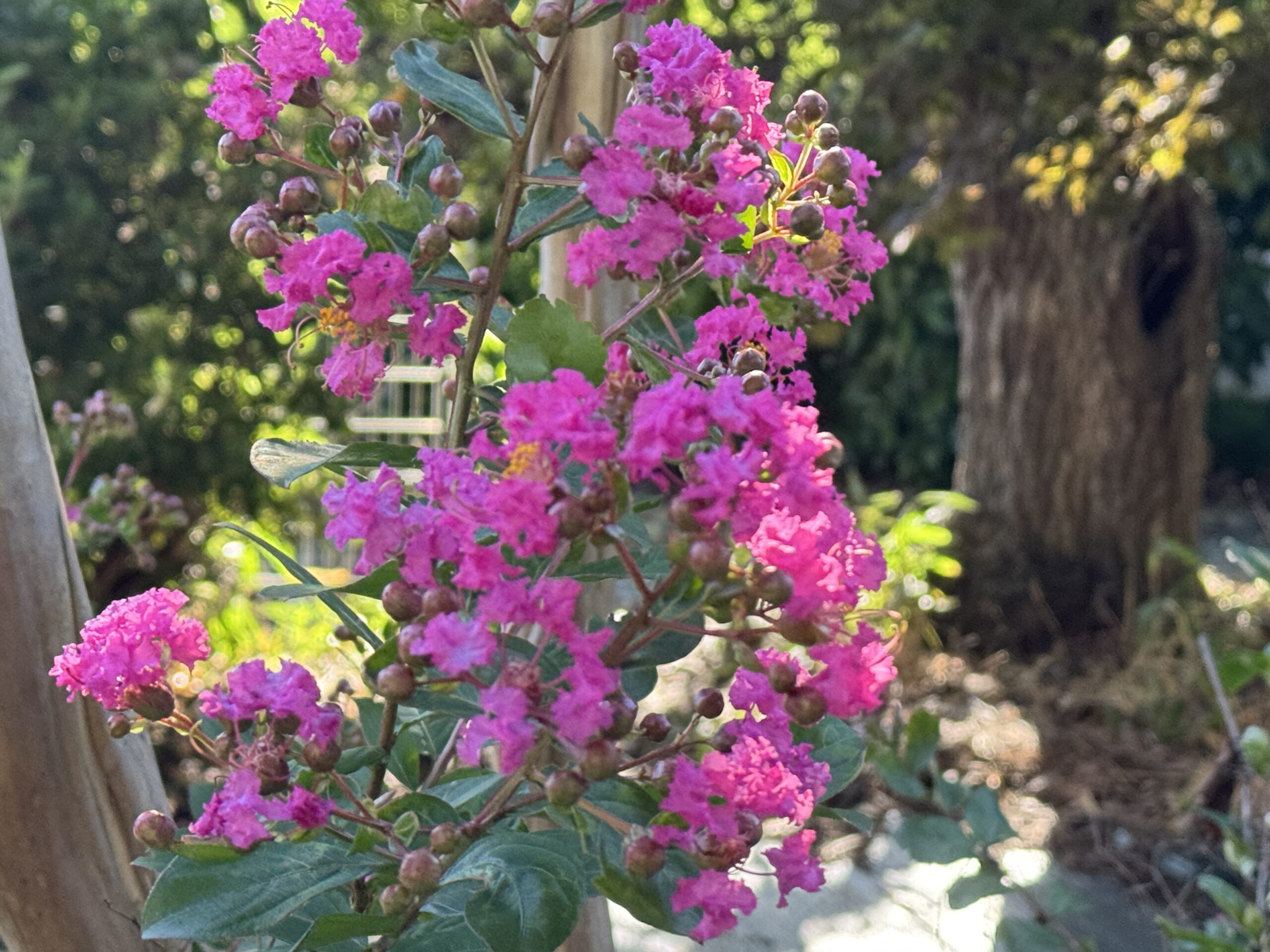 植物の名前を知るたび、庭が少し広くなる