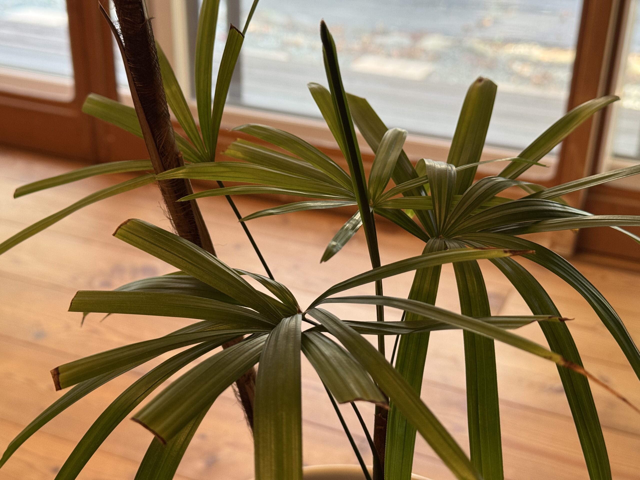 名前も分からず、枯れかけた観葉植物